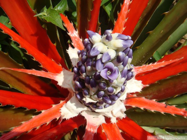 bromeliario-7